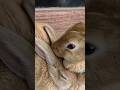 sawaar loon 🐇 #pet #youtubeshorts #bunny #cute #love #sisters #grooming #mycuterabbit #bunny #cats
