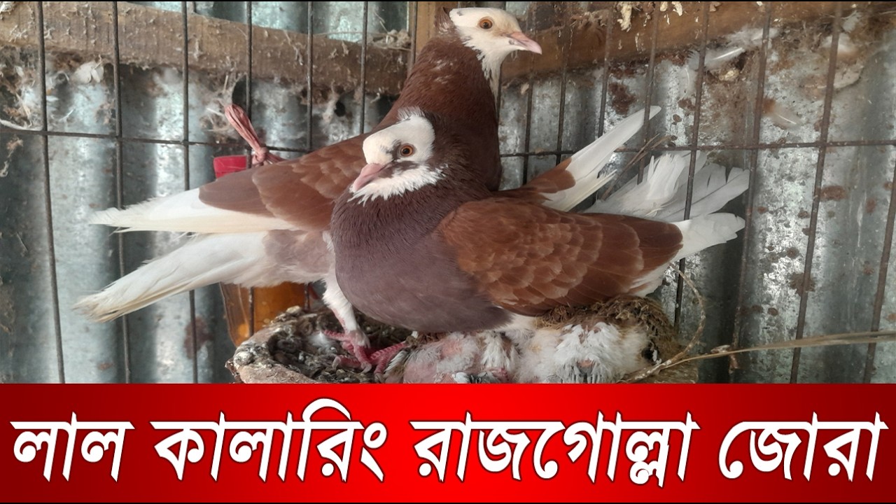 Rajgolla Pigeon