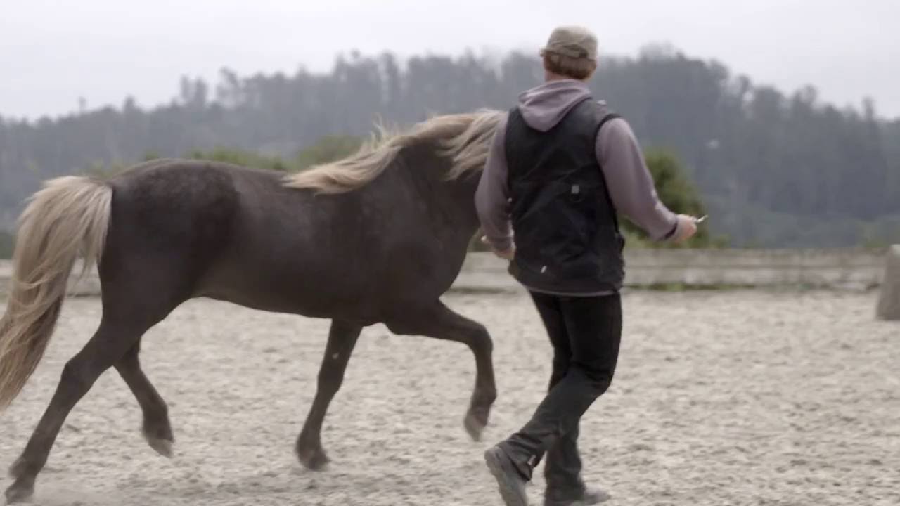 Horses want you to know they're awesome