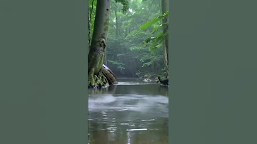 Massive Anaconda Spotted In Amazon Lake Real Jungle Encounter 