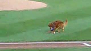 Trenton Thunder - Chase the Bat Dog - July 3, 2007