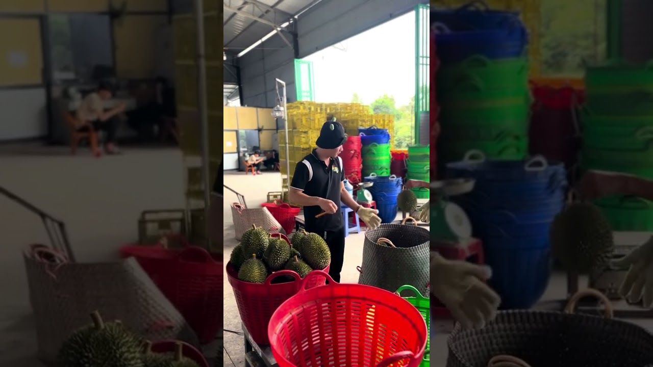 The biggest durian market in Thailand 