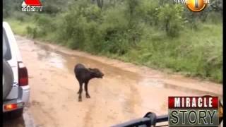 Sirasa TV Lunch Time News 11022015 Clip 15