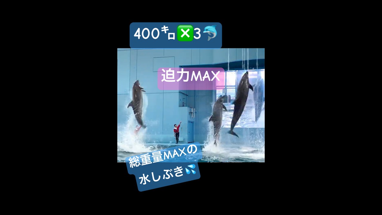 400㌔✖️3🐬総重量MAX水しぶき💦圧巻の一瞬へ #aquarium #dolphin #performance#animals #amazing #イルカ #キラキラ#横浜 #yokohama