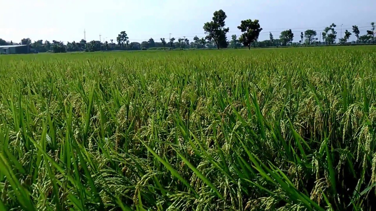 Padi Cuma Miring Terkena Hujan Angin karena Khasiat Pupuk Organik