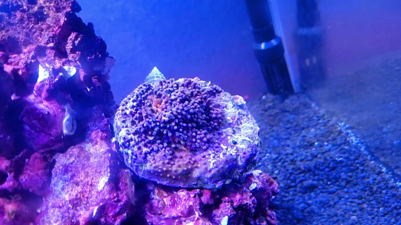 Briareum sp. After 3 Days still closed (2h Hyperlapse)