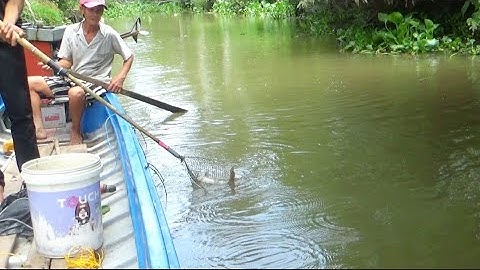 Test thực tế xiệt lạnh kéo cáp 60b ngây con nước cá da trơn lên vợt không kịp