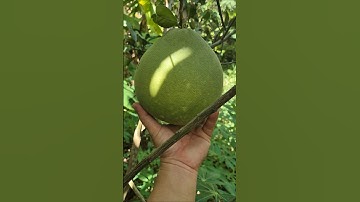 Bưởi Ruby Thái Lan trên đất giồng cát Vĩnh Long | #buoiruby #traicaysach #traicayvietnam