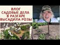 ВЛОГ/ Так они еще никогда не цвели/Высадила новые розы/Шагающий лук в мае @SubTatiana