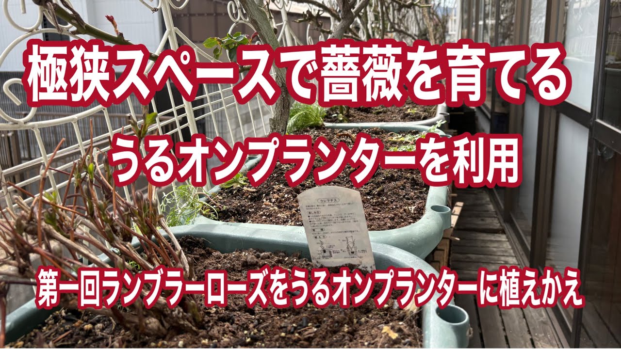 🌹極狭スペースで薔薇を育てる　🌹うるオンプランターを利用する