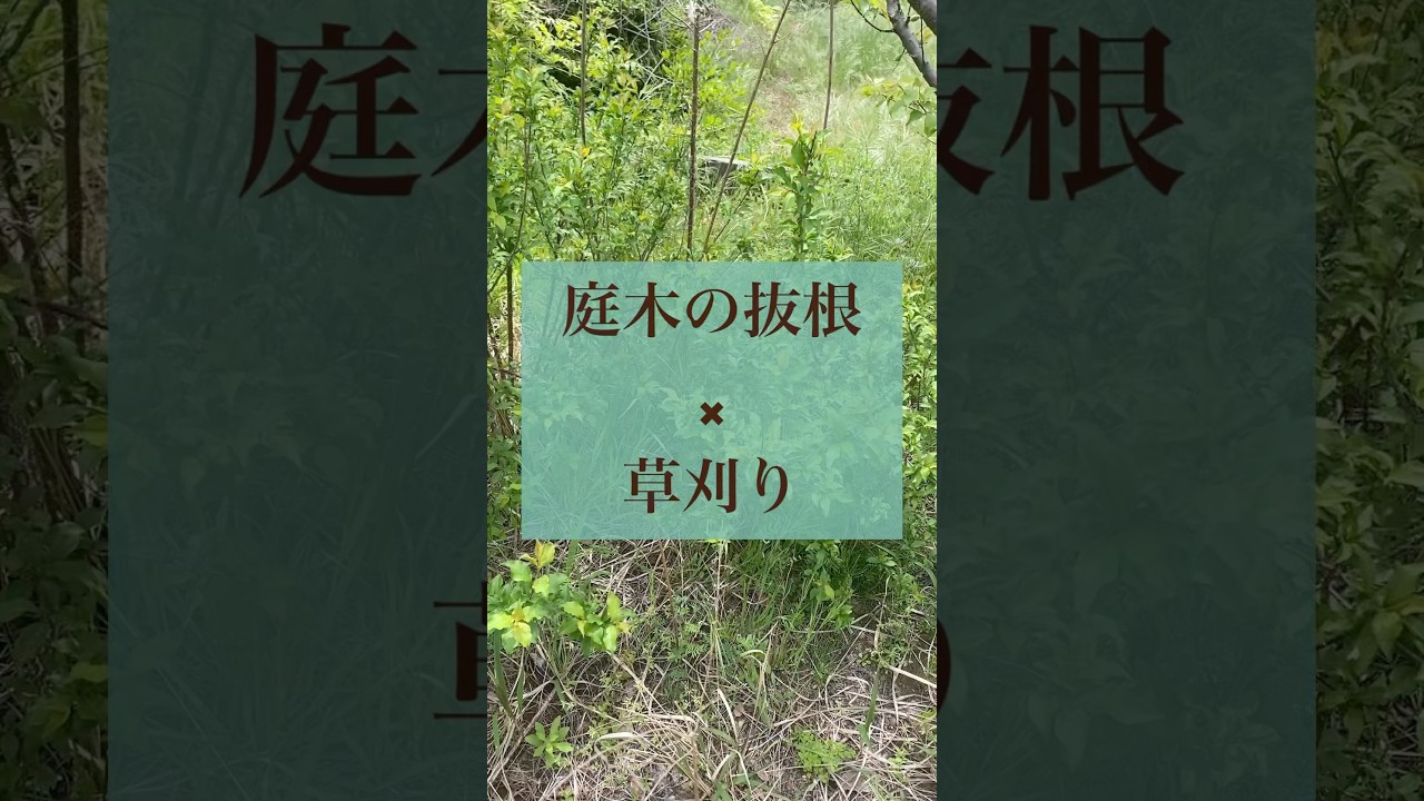 新潟市の庭木の伐採はお任せください♪見積もり無料で最短即日！予約