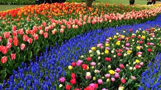 Тюльпановый Рай В Вашингтоне (Tulips In Mount Vernon Wa Garden) Part 1