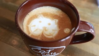Celebrity My Reviews on my first visit to the Java Cats Cat Cafe Profile