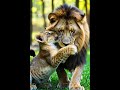 Lion And Lion Cub Fun Video #ai #aivideo #shortsviral #shortvideo #viralshort #subscribe #lion