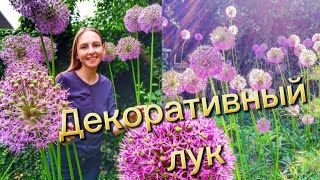 ДЕКОРАТИВНЫЙ ЛУК АЛЛИУМ В САДУ: ПОСАДКА И УХОД / Allium in the garden