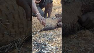 Silent Steps, Ancient Skill The Hadzabe Track And Hunt Porcupine With Unmatched Precision.