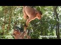 One two three jump babies monkeys playing on the tree monkey camp part 1618