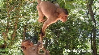 One Two Three! Jump, Babies monkeys playing on the tree, Monkey Camp part 1618 screenshot 5