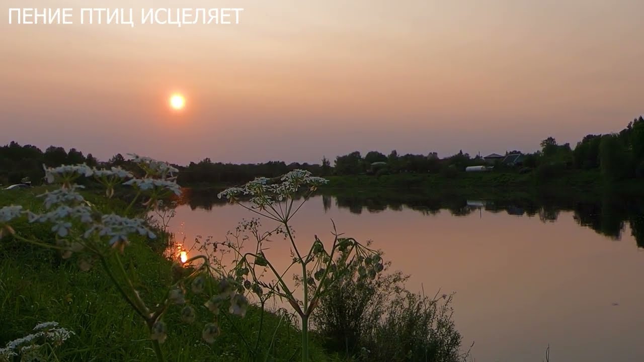 НОЧНОЙ СОЛОВЕЙ.ЕГО ТРЕЛИ ЛЕЧАТ НАШУ ДУШУ,ИСЦЕЛЯЮТ НЕРВНУЮ СИСТЕМУ .НАСТУПАЕТ ПОКОЙ И УМИРОТВОРЕНИЕ.