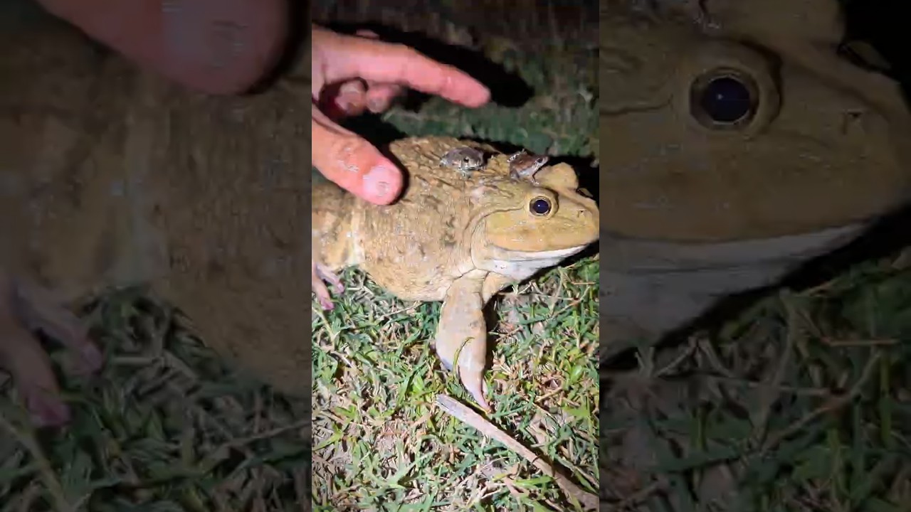 Catch a big frog with a funny sound, Funny Frogs and Prey Frog, Funny Frogs Prank Boing Boing