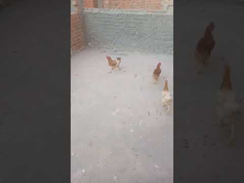 محمد حماقي اغنيه يا شاغل عيون الناس