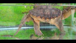 Tortuga lagarto commun (chelydra serpentina)