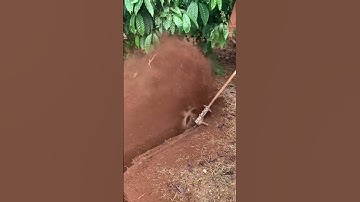 Chế máy cắt cỏ thành máy xới đất #tienlinhgroup #xuhuong #trongcay #maymoc #hiendai #fpy #mayxoidat