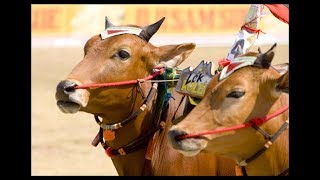 Karapan Sapi - Lek Kolek Kades Kokop Bangkalan Madura