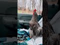 Roosters love rides. Show your Roosters some love. #chicken #roosterlife