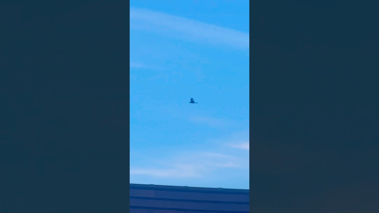 Magpie With Missing Wing Feathers Flying To Roost 