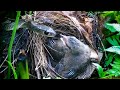 Mother Bird Attacks Snake Back After It Comes To Bite Babies! (5) — Bulbul Bird Watching EP12