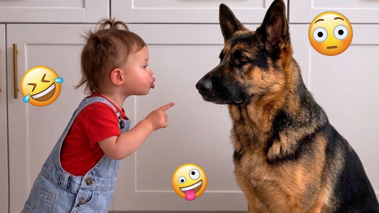 Try Not To Laugh 🤣 Most Watched Funny Dog Videos Compilation 🐶🤣#27