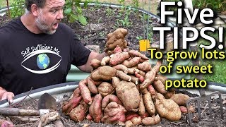 5 tips how to grow a ton of sweet potato in one container or garden bed