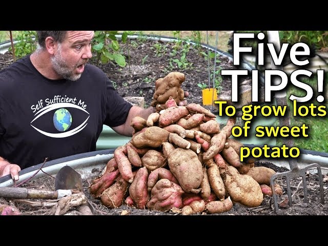 5 Tips How to Grow a Ton of Sweet Potato in One Container or Garden Bed -  YouTube