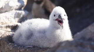 Speechless Ep.01 New Island, Falkland Islands