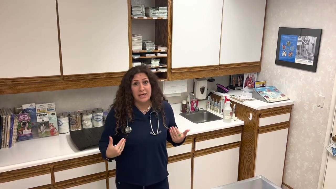 Your Questions About Dog Hygiene Answered