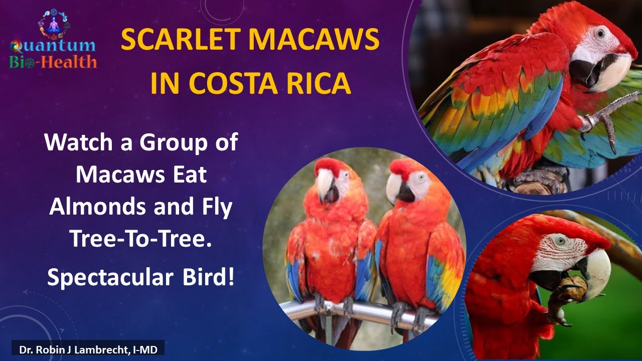 Macaws - Jaco, Costa Rica