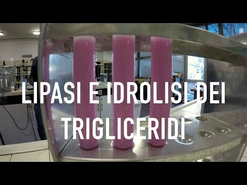 la-lipasi-e-l-idrolisi-dei-trigliceridi-youtube