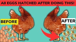 HOW TO HATCH 100% OF EGGS TO CHICKS | ALL EGGS Hatched After Doing This!