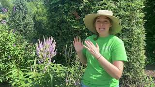 Why You Should Plant Culver’s Root