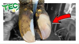 Uncovering A Hoof Crack | Tec Tv