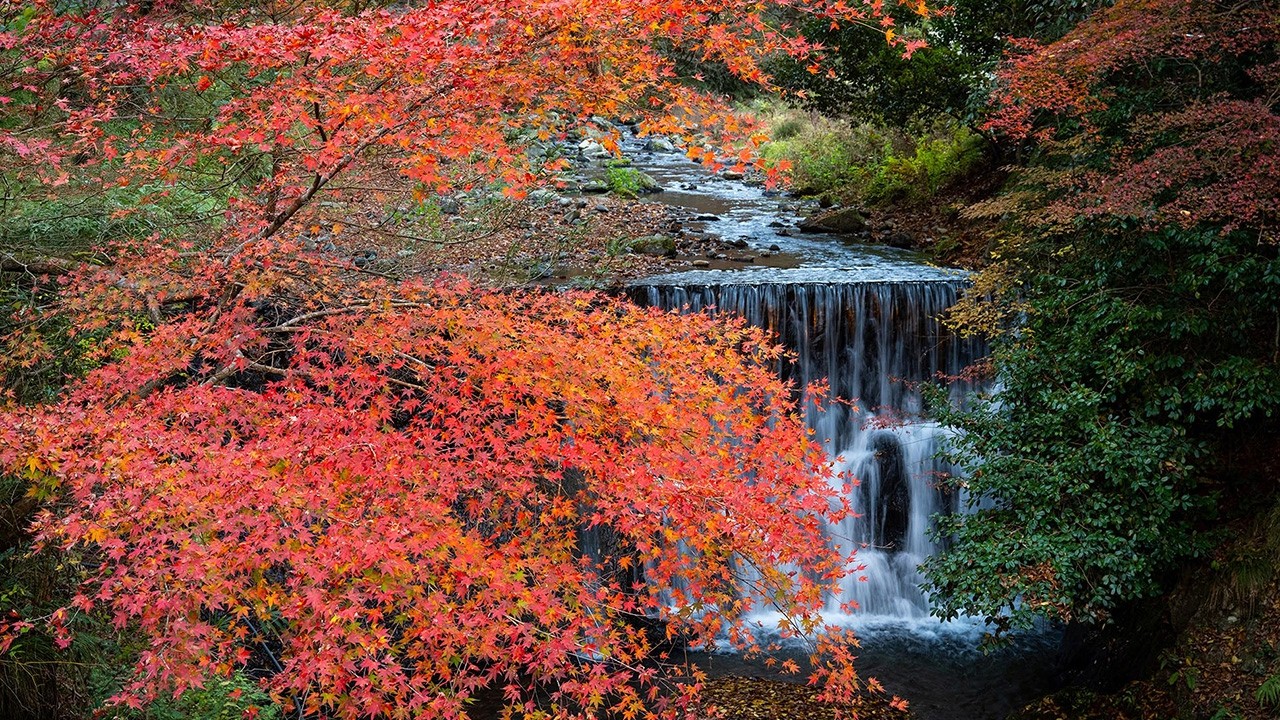 京都の紅葉 Kyoto Fall Color 2025 4K