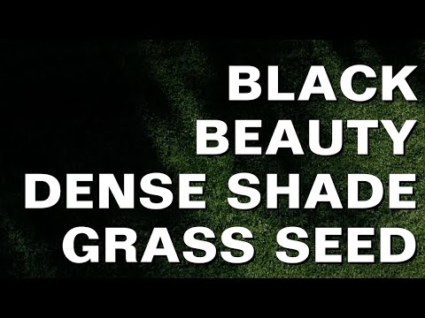 Video: Tráva odolná vůči stínu: Přečtěte si o nejlepším travním semenu pro stín