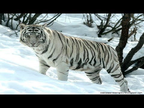 Snow tigers I Animal beautiful and fascinating I National Geographic