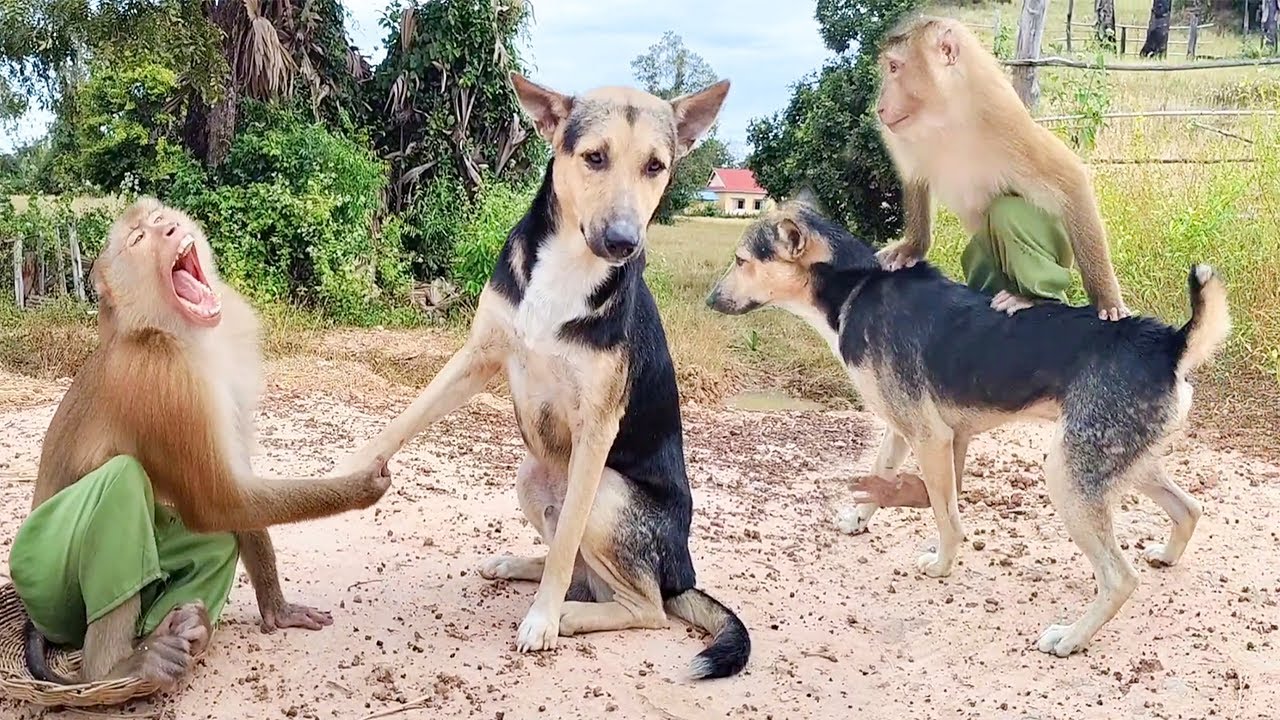 Phao Bored Until Escape Like This But Impossible