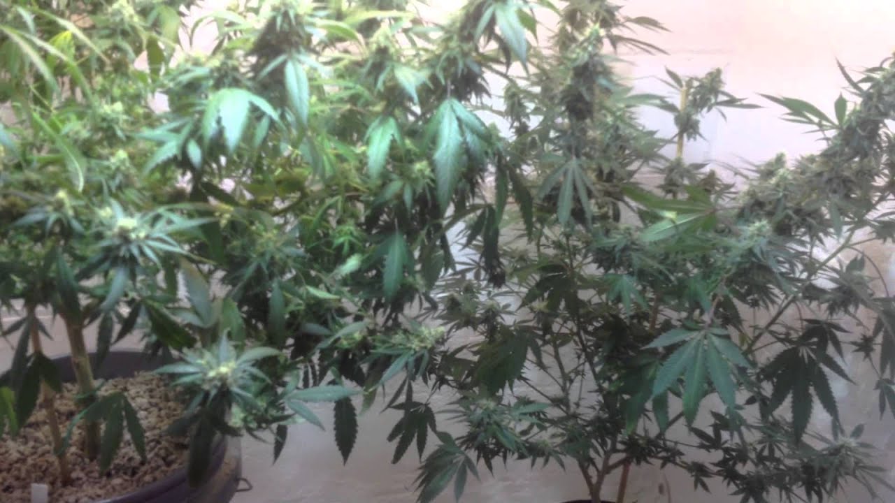 Green Thumb Girls Ganja Garden