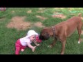 Linus the Boxer plays Tug-of-War with his baby