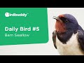 Daily Bird: Barn Swallow – Cool Bird Facts