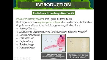MT Pre-Recorded Lectures | MT 37:  Biochemical Testing (Fastidious Gram Negative Bacilli)