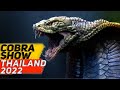 COBRA SHOW THAILAND | КОБРА ШОУ ТАЙЛАНД 2022 | УКРОТИТЕЛЬ ЗМЕЙ | ДРАКА КОБРЫ И МАНГУСТА